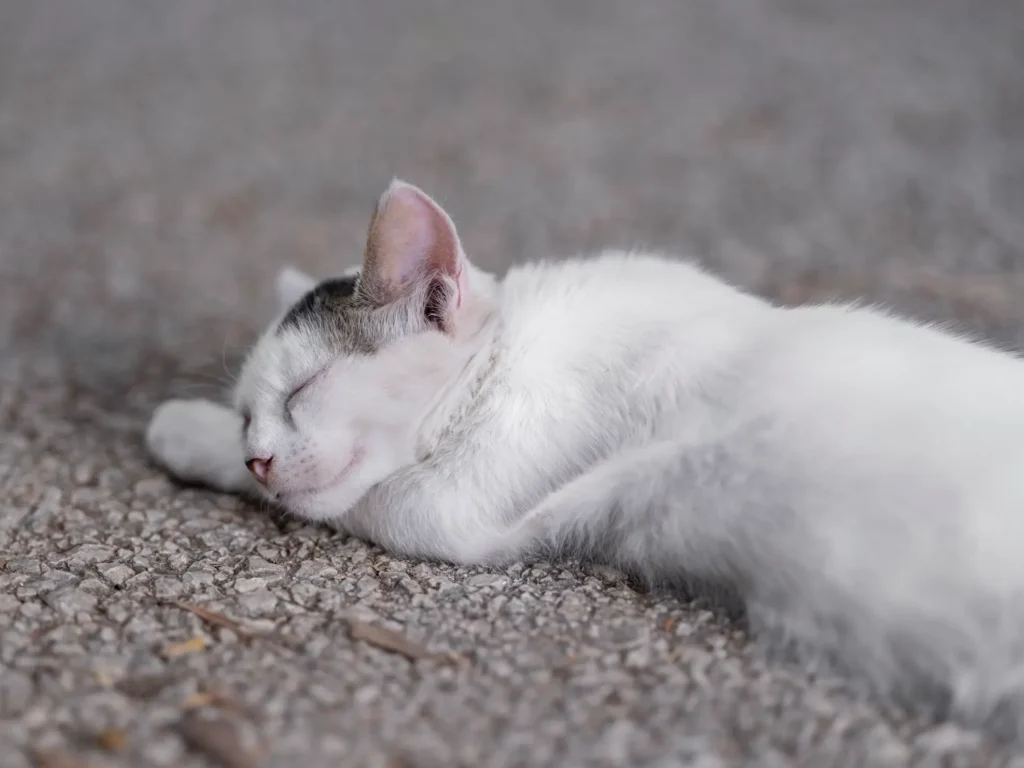 Cremación de gatos